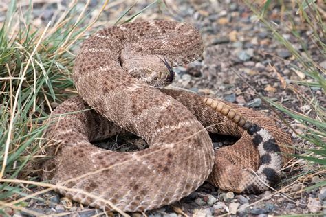 rattlesnakes      avoid  arvadapresscom