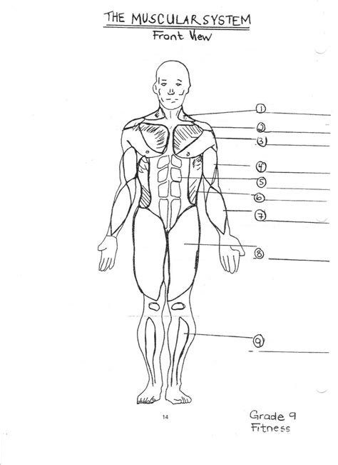 printable muscle anatomy chart  jaw unlabeled  human  index