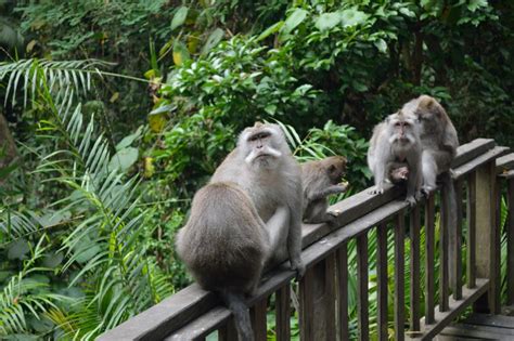monkey forest lugares  hoteles