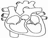 Coloring Pages System Cardiovascular Circulatory Getdrawings Getcolorings sketch template