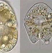 Image result for "gymnodinium Sanguineum". Size: 182 x 150. Source: www.smhi.se