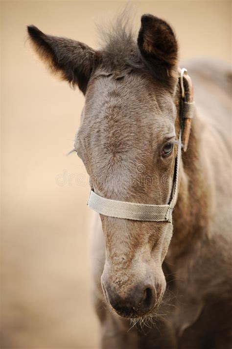 horse colt profile  front side nice brown newborn foal stock photo