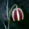 Afbeeldingsresultaten voor "fritillaria Messanensis". Grootte: 100 x 100. Bron: www.plant-world-seeds.com