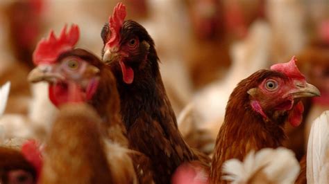 bird flu case confirmed in enniskillen county fermanagh bbc news