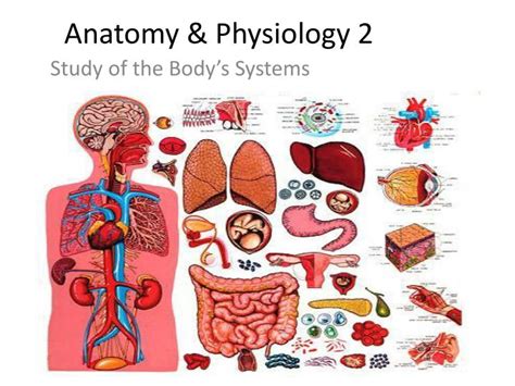 anatomy physiology  powerpoint