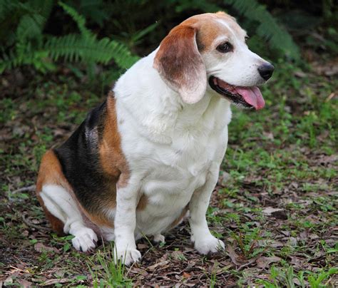 life  beagle beagle pudgy  diet  dogs hillspet metabolic