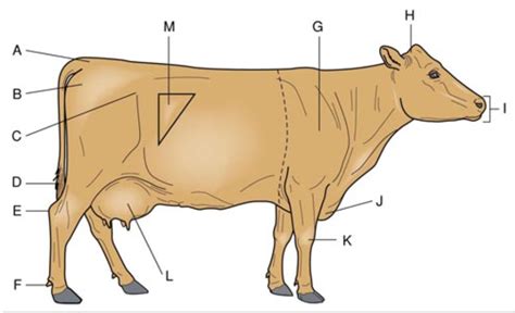 anatomical parts    diagram quizlet