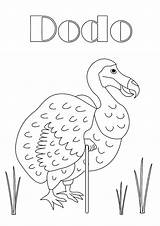 Dodo Coloring Bird Pages 87kb Netart sketch template