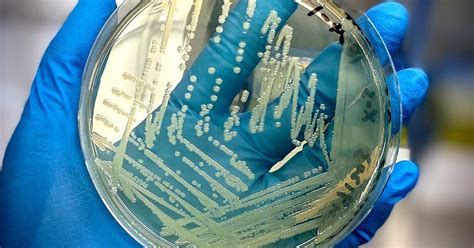food scientists slice time  salmonella identification process cals
