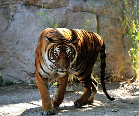 zoo tiger
