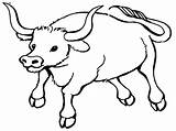 Ox Clipart Coloring Pages Webstockreview Bull sketch template