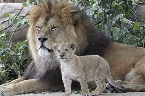 rare barbary lion cubs   show  zoo  germany
