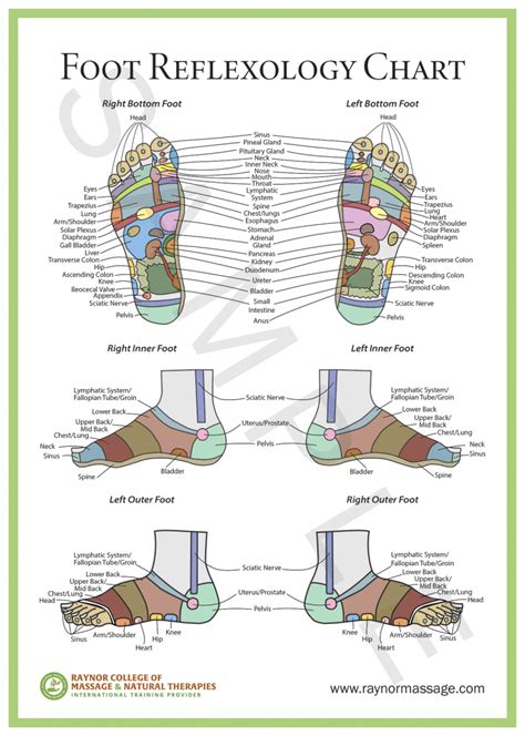 Foot Reflexology Raynor Massage Poster Aud Raynor College Of Massage