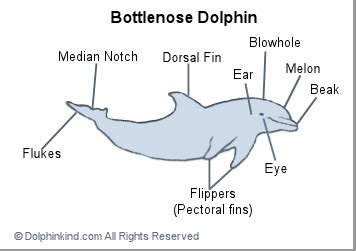 dolphin waves parts   dolphin