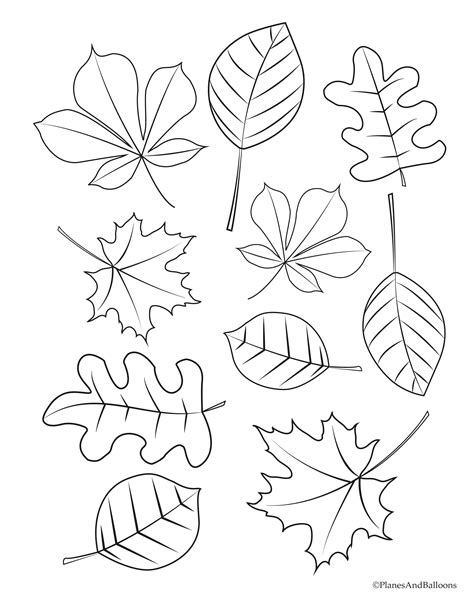 fall leaves preschool coloring pages  designs  cute