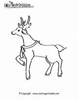 Coloring Christmas Reindeer Pages Holiday Printable Symbols Thank Please Coloringprintables Printables sketch template