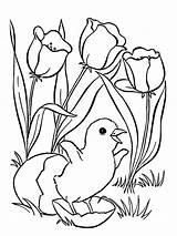 Coloring Pages Chick Flower Hatching Year Old Girls Tulips Tulip Color Easter Flowers Kids Tocolor Chicken Print Coloringtop sketch template