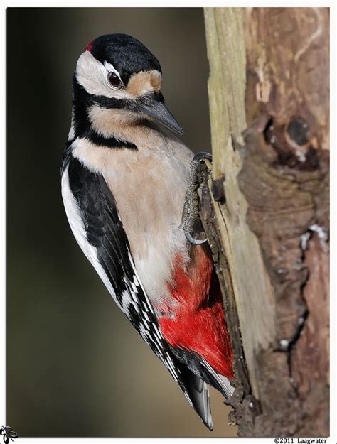 great spotted woodpecker grote bonte specht dendrocopos major