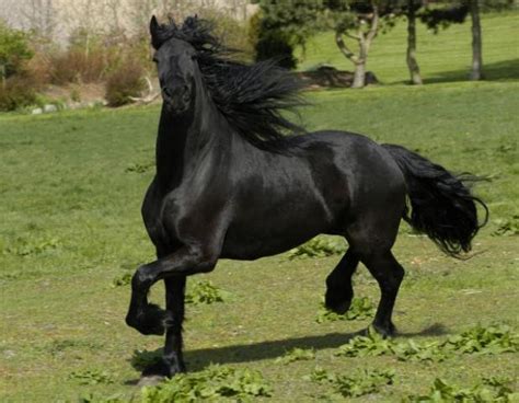 black horse type animals