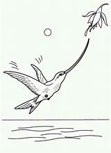 Beak Hummingbird Coloring Long sketch template