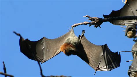 flying foxes eurobodalla council