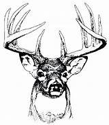 Deer Head Coloring Buck Pages Drawing Reindeer Line Doe Printable Getdrawings Getcolorings Google Color Print Paintingvalley Clipart sketch template