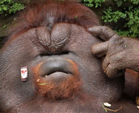 Where S My Snack Gone Enormous Orangutan Chews The Fat As