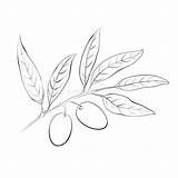 Olive Branch Drawn Hand Graphicriver Drawing Tree Vector Illustration Stock Preview Visit Choose Board sketch template