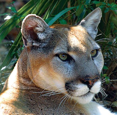 say goodbye to the eastern cougar — penn state ag science magazine