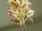 Afbeeldingsresultaten voor "coelodendrum Flabellatum". Grootte: 144 x 106. Bron: eriospermum.blogspot.com