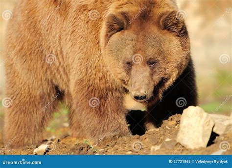 big brown bear stock image image  danger bear horizontal