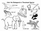 Endangered Coloring Animals Species Pages Animal Kids Sheets Activities Extinct Nature Names Activity Printable Zoo Colouring Rainforest Pdf Exploring Science sketch template