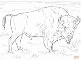 Bison Coloring Buffalo American Pages Realistic Drawing Outline Printable Draw Supercoloring Print Animal sketch template