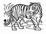 Sauvages Coloriages Colorier Tigre sketch template