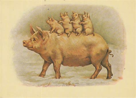 pig family  stock photo public domain pictures