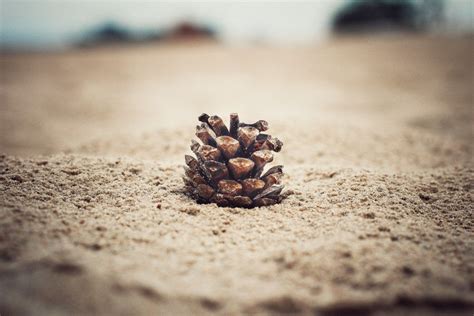 pinecones