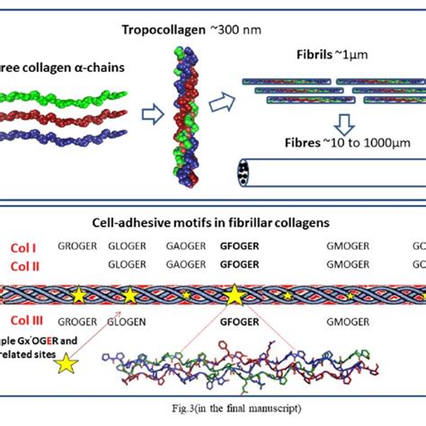 edc crosslinking    xl collagen  adjacent collagen  scientific diagram