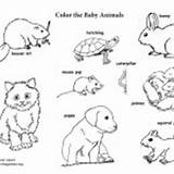 Animals Groups Baby Coloring Labeled Category sketch template