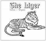 Liger sketch template