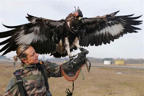 eagle  drone  wins