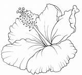 Flower Hibisco Desenho Hibiscus Hawaiian Tattoo Flor Flores Para Colorir Designs Desenhos Salvo Uploaded User sketch template