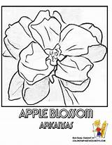 Coloring Alabama Blossom Apple State Pages Flower Symbols 75kb 792px Popular sketch template