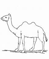 Camel Camels Bactrian Coloring Kids Needle Papan Pilih Template sketch template
