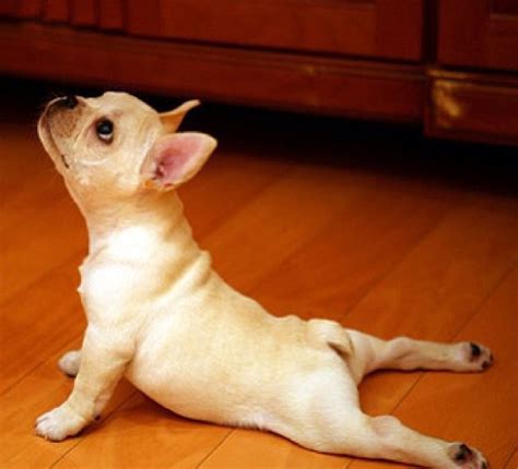 pin  johnae welch  laugh   cry dog yoga cute animals