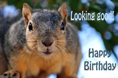 happy birthday squirrel  stock photo public domain pictures