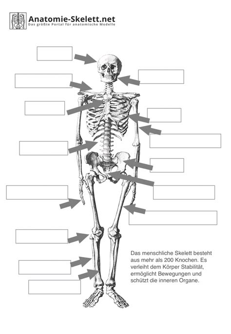 das menschliche skelett beschriftet lehrmaterial anatomie skelettnet