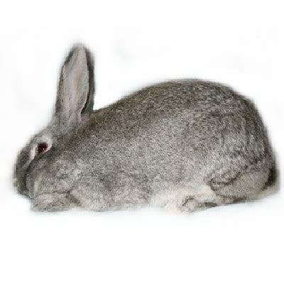 giant chinchilla rabbits usa rabbit breeders