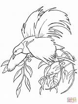 Paradise Bird Coloring Pages Greater Printable Drawing Quetzal Color Getcolorings Getdrawings Supercoloring Print Special sketch template
