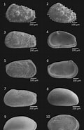 Afbeeldingsresultaten voor "acanthocythereis Dunelmensis". Grootte: 120 x 185. Bron: www.researchgate.net