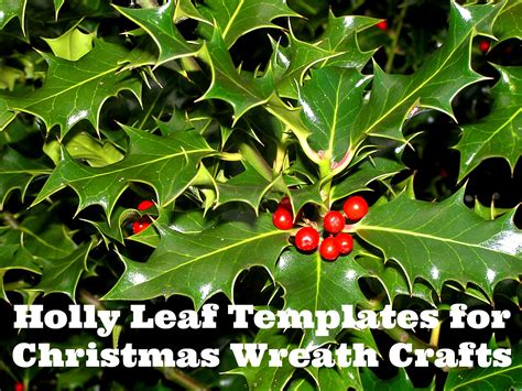 printable wreath templates holly leaf stencils  mommy